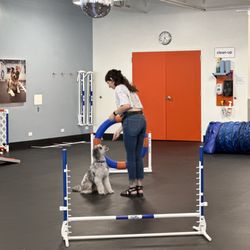 Zoom Room Dog Training - Littleton