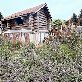 Wayward Winds Lavender Farm - Attraction Farms Near Me - Newberg, Oregon Wayward Winds Lavender Farm - Attraction Farms Near Me - Newberg, Oregon