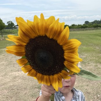 Neal's Berry Farm - Huge sunflower! It was so heavy! Bring sheers. - Farmers Market Near Me - Waller, Texas Neal's Berry Farm - Huge sunflower! It was so heavy! Bring sheers. - Farmers Market Near Me - Waller, Texas