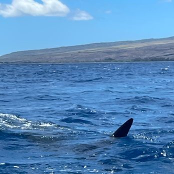 Kauai Sea Tours - Whale shark - Boating Near Me - Eleele, Hawaii