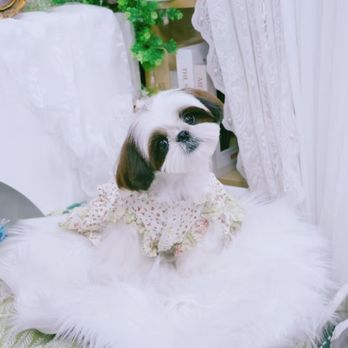 Ace's Pet Grooming - best pet groomer in Claremont - Pet Groomers Near Me - Claremont, California Ace's Pet Grooming - best pet groomer in Claremont - Pet Groomers Near Me - Claremont, California