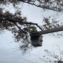 Photo of Haymaker Tree And Lawn
