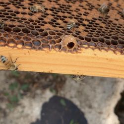 Beemade Honey - ...Keep an eye on any queen cups.