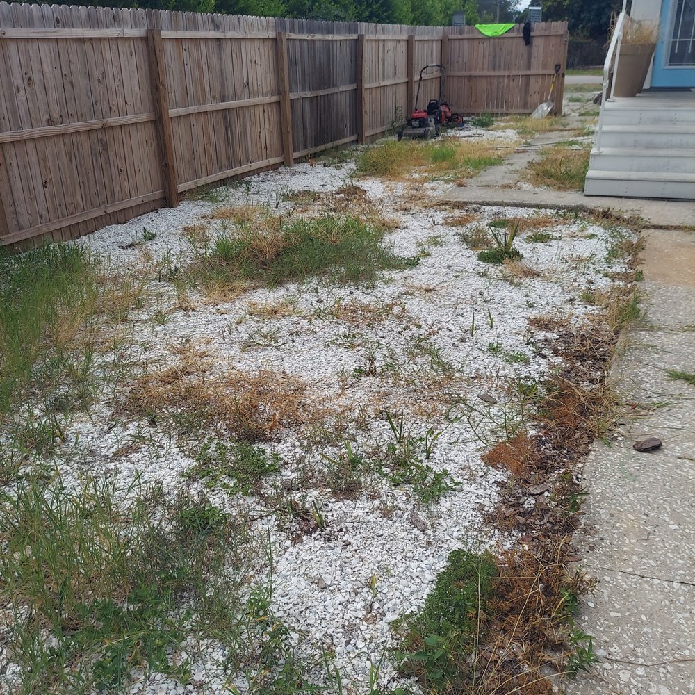 All Clear Landscaping and Tree Service - Before - Tree Services Near Me - Clearwater, Florida