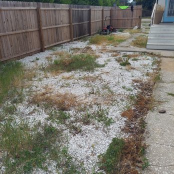 All Clear Landscaping and Tree Service - Before - Tree Services Near Me - clearwater, Florida