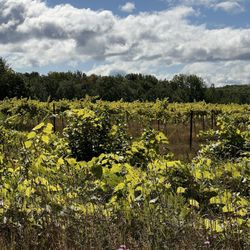 Bayfield Winery And Blue Ox Cider