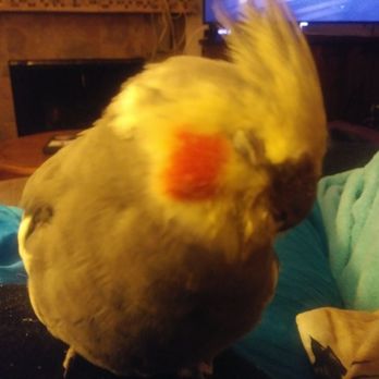 Gabriel Foundation - Mimsy the one-winged cockatiel is so happy and settled into his new forever home thanks to the Gabriel Foundation! - Animal Shelters Near Me - Elizabeth, Colorado Gabriel Foundation - Mimsy the one-winged cockatiel is so happy and settled into his new forever home thanks to the Gabriel Foundation! - Animal Shelters Near Me - Elizabeth, Colorado