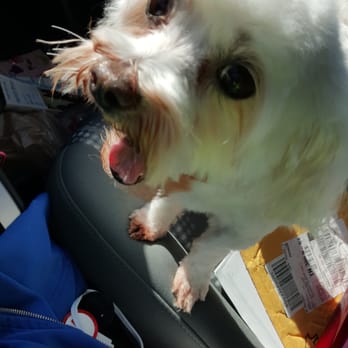 PetSmart Dog Training - Sookie! - Pet Stores Near Me - Memphis, Tennessee
