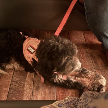 Apocalypse BBQ - Ahsoka being a very good girl! - Food Trucks Near Me - Miami, Florida