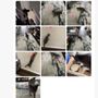 Photo of LoveCats Cat Sitting