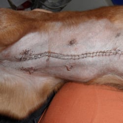 Dr. med. vet. C. Hackenbroich