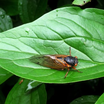 Cicadas Brood II - 2013 - a cicada resting on a leaf - Local Flavor Near Me - Manassas, Virginia Cicadas Brood II - 2013 - a cicada resting on a leaf - Local Flavor Near Me - Manassas, Virginia