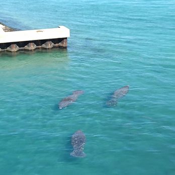 Manatee Lagoon - Aquariums Near Me - West Palm Beach, Florida Manatee Lagoon - Aquariums Near Me - West Palm Beach, Florida
