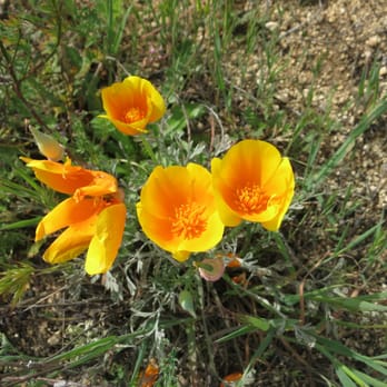 Flint Peak Trail - Poppies - Hiking Near Me - Glendale, California Flint Peak Trail - Poppies - Hiking Near Me - Glendale, California