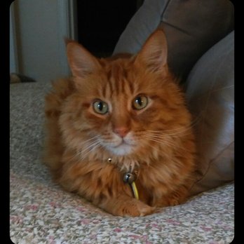 4 Luv N Care Pet Sitting - James - Pet Sitting Near Me 4 Luv N Care Pet Sitting - James - Pet Sitting Near Me