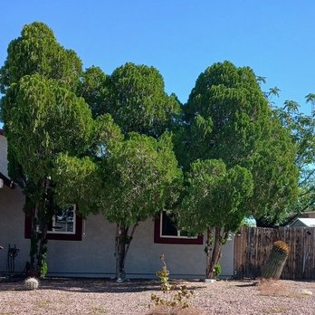 Branching Out Tree Service - BEFORE Nov 6 2025 - Tree Services Near Me