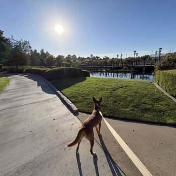 OC Animal Care - Dingo, aka Boulder, in different city. :) - Animal Shelters Near Me - Tustin, California