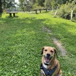 Ellison Park