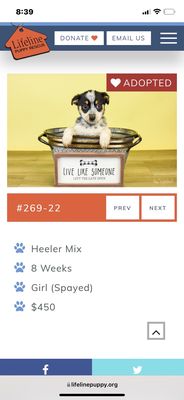 Lifeline Puppy Rescue by null