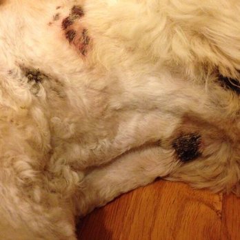 Petropolitan Dog Grooming - Pet Groomers Near Me - Durham, North Carolina
