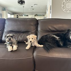 All our dogs fed by peorias pets!