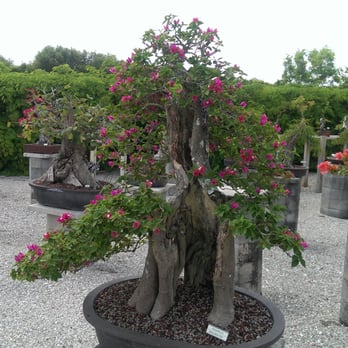 Wigert's Bonsai - Nurseries & Gardening Near Me - North Fort Myers, Florida Wigert's Bonsai - Nurseries & Gardening Near Me - North Fort Myers, Florida