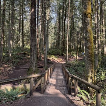 Grand Forest - Beginning of the Grand Forest West loop - Hiking Near Me - Bainbridge Island, Washington