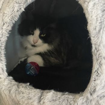 The Casual Cat Cafe - Pet Stores Near Me - Richland Hills, Texas