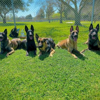 Obey My Commands Dog Training - Kratos in week 1 of training. - Pet Training Near Me Obey My Commands Dog Training - Kratos in week 1 of training. - Pet Training Near Me