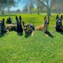 Photo of Obey My Commands Dog Training