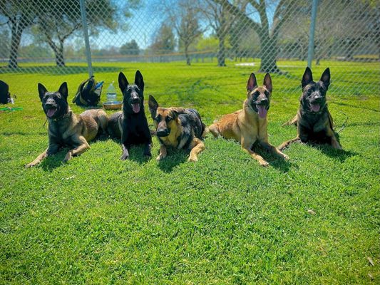 Obey My Commands Dog Training on Yelp