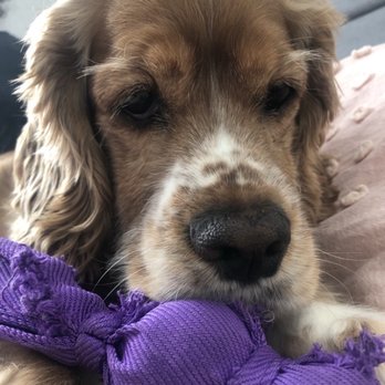 Grooming by Diana - Before she was butchered. - Pet Groomers Near Me - Shelton, Connecticut