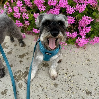 Als Pals Dog Walking & Pet Sitting - Ally is a pro at getting "smiling" dog pics! - Dog Walkers Near Me