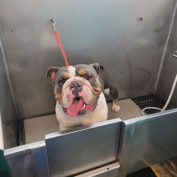 The Paw Spa LB - My Chimmy enjoying his first shower at Paw Spa - Pet Groomers Near Me - Long Beach, California
