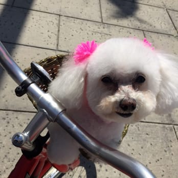 Orange Grooming - Pet Groomers Near Me - Miami, Florida