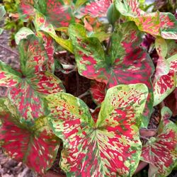 Classic Caladiums - Yup, that's one of many varieties and they are awesome!