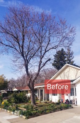 Small Tree Trimming - This project was too small for a tree service.The owners needed it done. We took care of it for them. Win-win. Small Tree Trimming - This project was too small for a tree service.The owners needed it done. We took care of it for them. Win-win.