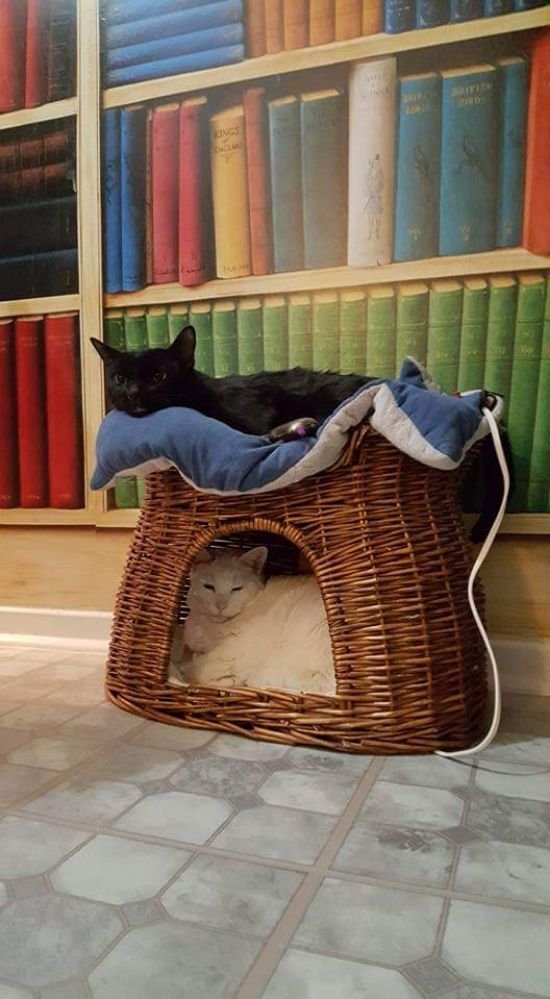 Renaissance Pet Resort & Spa