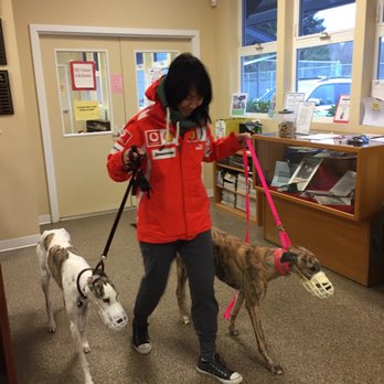 Greyhound Pets - Pet Adoption Near Me - Woodinville, Washington Greyhound Pets - Pet Adoption Near Me - Woodinville, Washington