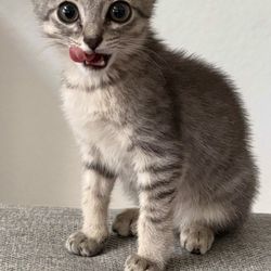 Pearland-City Of Animal Control - One of our new babies