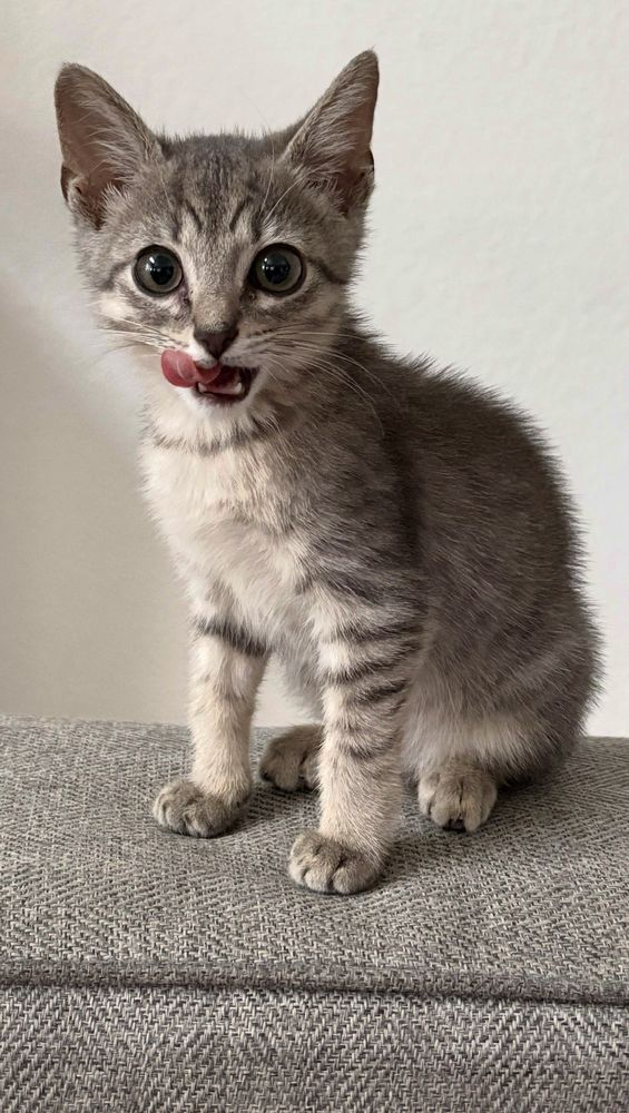Pearland-City Of Animal Control Image