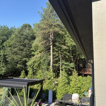 Frank Jastrabek's Tree Service Experts - Climbing high to trim back the trees! - Firewood Near Me - Westland, Michigan Frank Jastrabek's Tree Service Experts - Climbing high to trim back the trees! - Firewood Near Me - Westland, Michigan