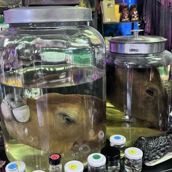 Cemetery Pulp - Two wet specimens in large mason jars: both are whole adult cow heads. Also wet insect specimens in tiny jars and a dried alligator's foot. - Customized Merchandise Near Me - Las Vegas, Nevada Cemetery Pulp - Two wet specimens in large mason jars: both are whole adult cow heads. Also wet insect specimens in tiny jars and a dried alligator's foot. - Customized Merchandise Near Me - Las Vegas, Nevada