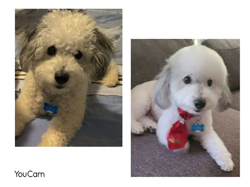 ARTISTIC PET SALON Updated September 2024 144 Photos & 38 Reviews