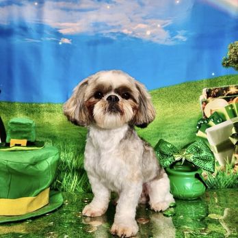 Royalty Groomers - Pet Groomers Near Me - Waipahu, Hawaii