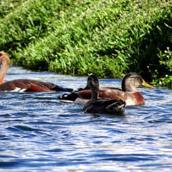 Bill Sadowski Park and Nature Center - Ducks enjoying the water, as seen from the canoe.