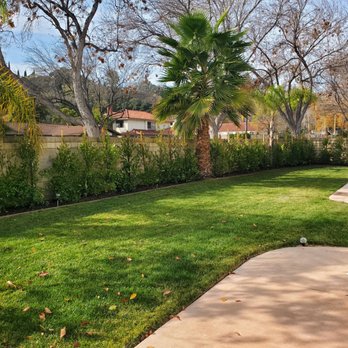 Saticoy Nursery - Carolina laurel cherry hedges - Nurseries & Gardening Near Me - Granada Hills, California Saticoy Nursery - Carolina laurel cherry hedges - Nurseries & Gardening Near Me - Granada Hills, California