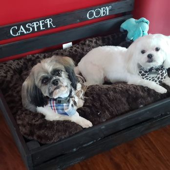 The Pet Set - our fur-babies Coby & Casper back home from getting all groomed - Pet Sitting Near Me - Long Beach, California