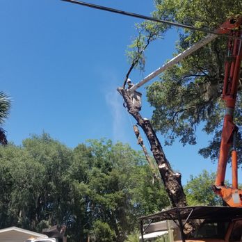Andrews Tree Service - Tree Services Near Me - Leesburg, Florida Andrews Tree Service - Tree Services Near Me - Leesburg, Florida