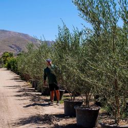 The Standard Design Group Nurseries - 30 gallon Olive Trees